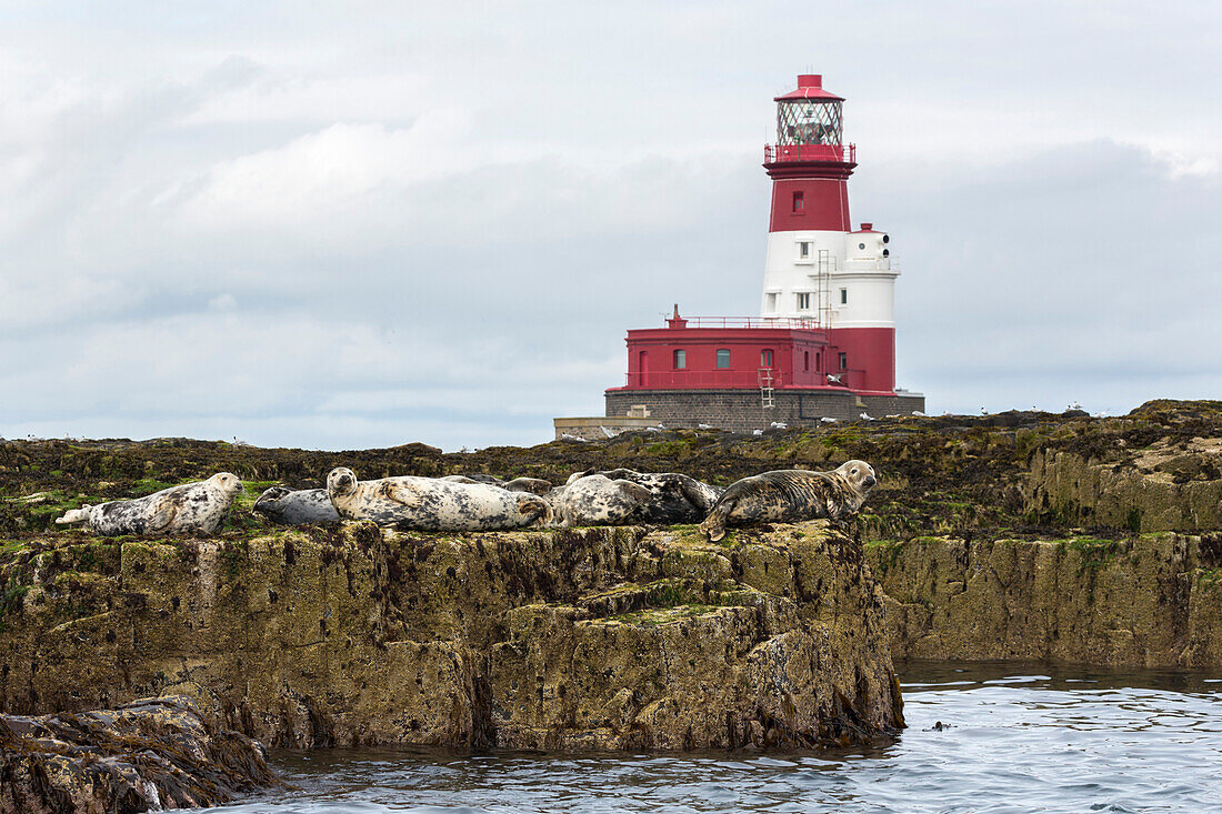 Grau-Siegel (Halichoerus grypus) in der Nähe von Longstone Leuchtturm, Longstone Rock, Farne Islands, Northumberland, England, Großbritannien, Europa