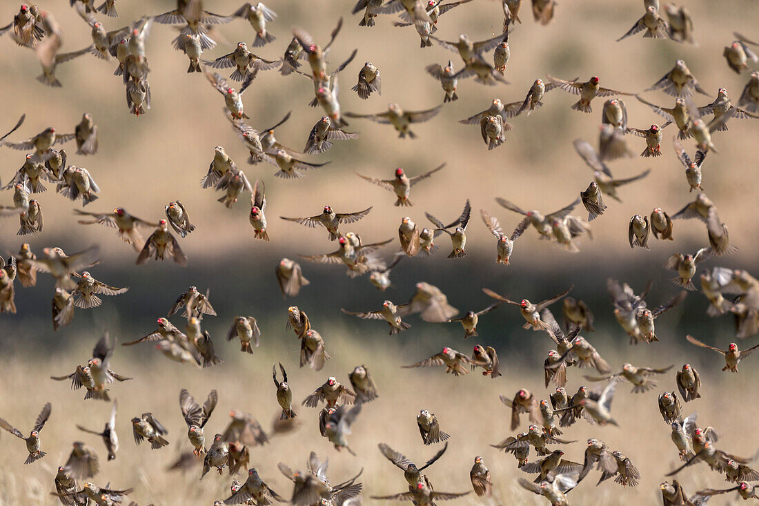 Red-billed quelea (Quelea quelea) flocking at water, Kgalagadi Transfrontier Park, South Africa, Africa