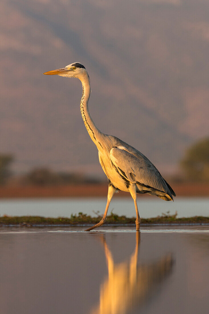 Graureiher (Ardea cinerea), Zimanga Privatspielreservat, KwaZulu-Natal, Südafrika, Afrika