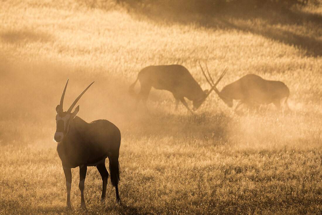 Gemsbok (Oryx gazella), Kgalagadi Transfrontier Park, South Africa, Africa