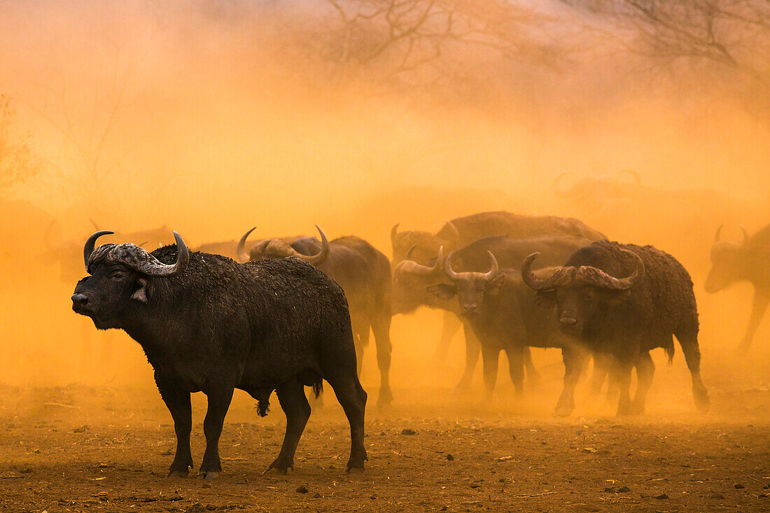 Cape Buffalo (Syncerus Caffer) Herde, Zimanga private Wildschutzgebiet, KwaZulu-Natal, Südafrika, Afrika