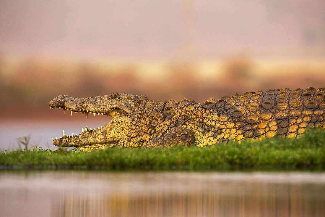 Nilkrokodil (Crocodylus niloticus), Zimanga Privatspielreservat, KwaZulu-Natal, Südafrika, Afrika