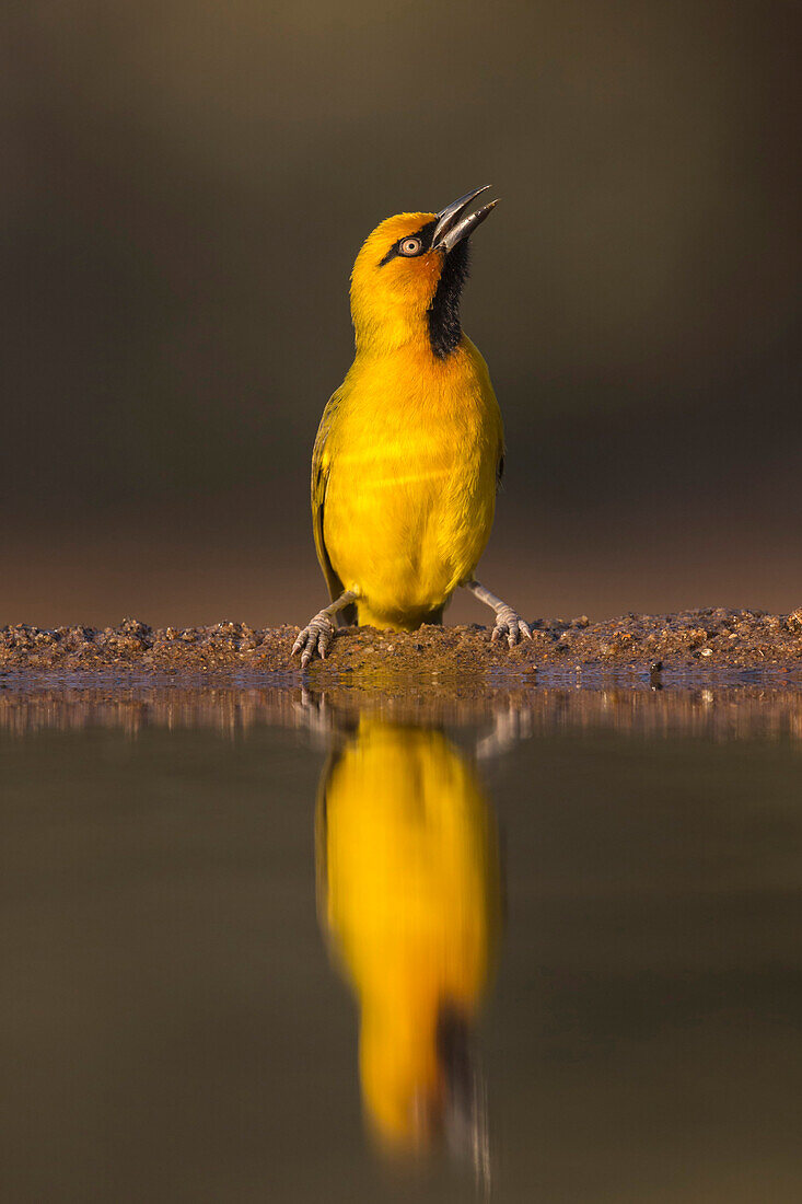 Spectacled Weaver (Ploceus ocularis), Zimanga Privatspielreservat, KwaZulu-Natal, Südafrika, Afrika