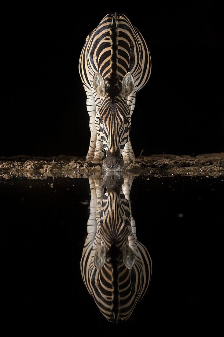 Plains Zebra (Equus quagga) trinken in der Nacht, Zimanga private Wildschutzgebiet, KwaZulu-Natal, Südafrika, Afrika