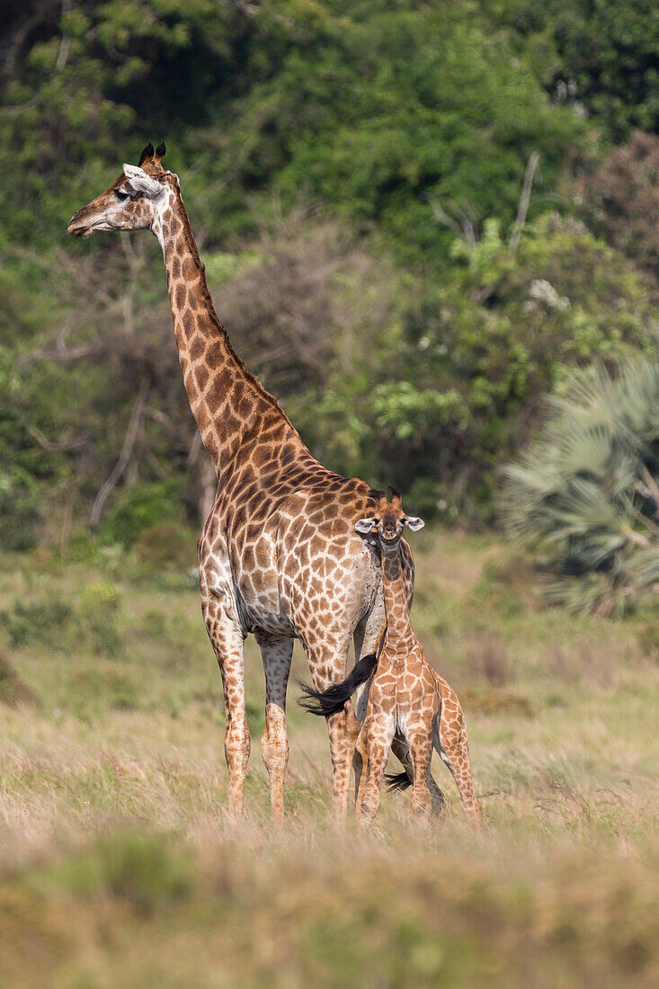 Giraffe (Giraffa camelopardalis) mit kleinem Baby, Isimangaliso, KawZulu-Natal, Südafrika, Afrika