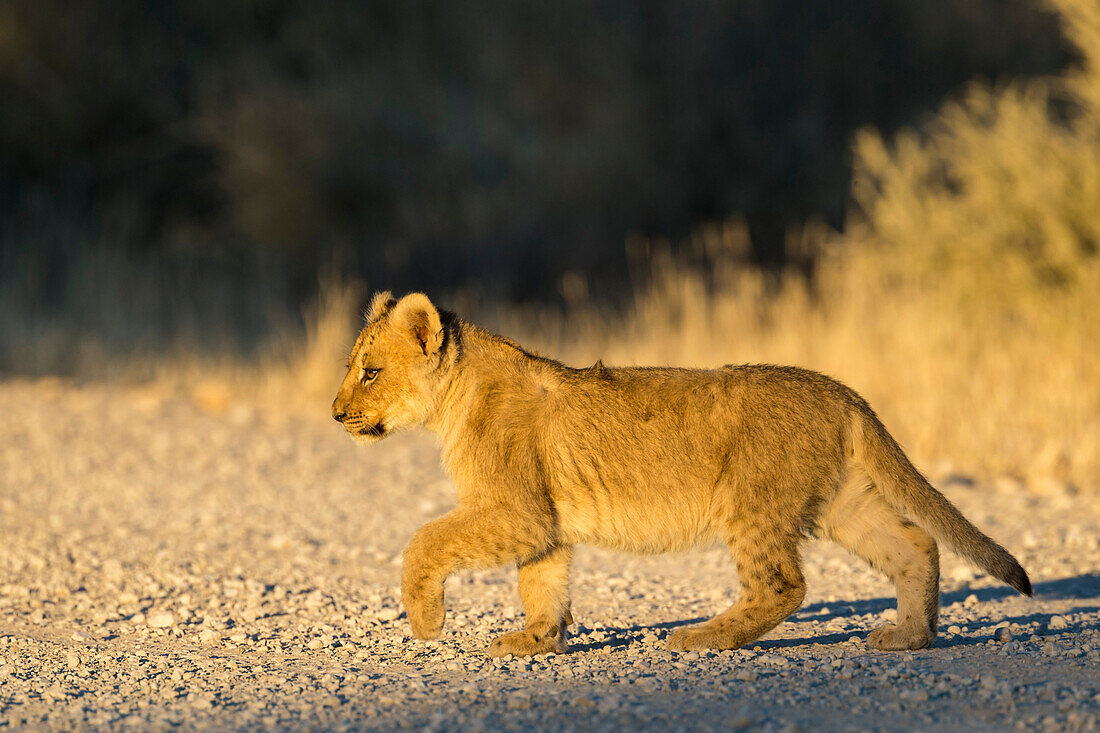 Löwe (Panthera Leo) Cub, Kgalagadi Transfrontier Park, Südafrika, Afrika