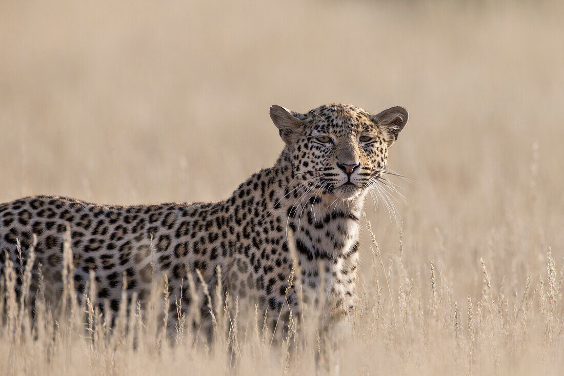 Leopard weiblich (Panthera pardus), Kgalagadi Transfrontier Park, Südafrika, Afrika