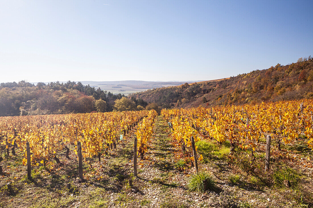 Herbstfarbe in den Weinbergen von Irancy, Yonne, Burgund, Frankreich, Europa