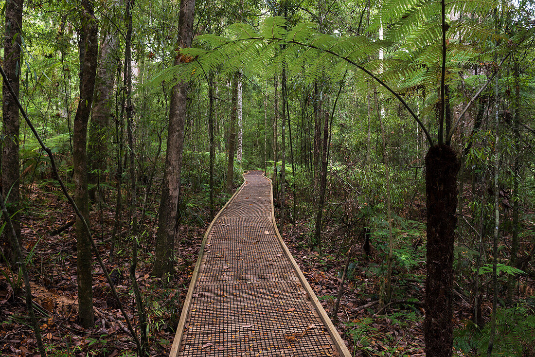 Footpath through Waipoua Kauri Forest, Northland Region, North Island, New Zealand, Pacific