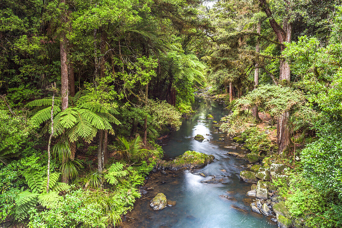 Hatea River landscape at the Whangarei Falls, a waterfall in the Northlands Region of North Island, New Zealand, Pacific