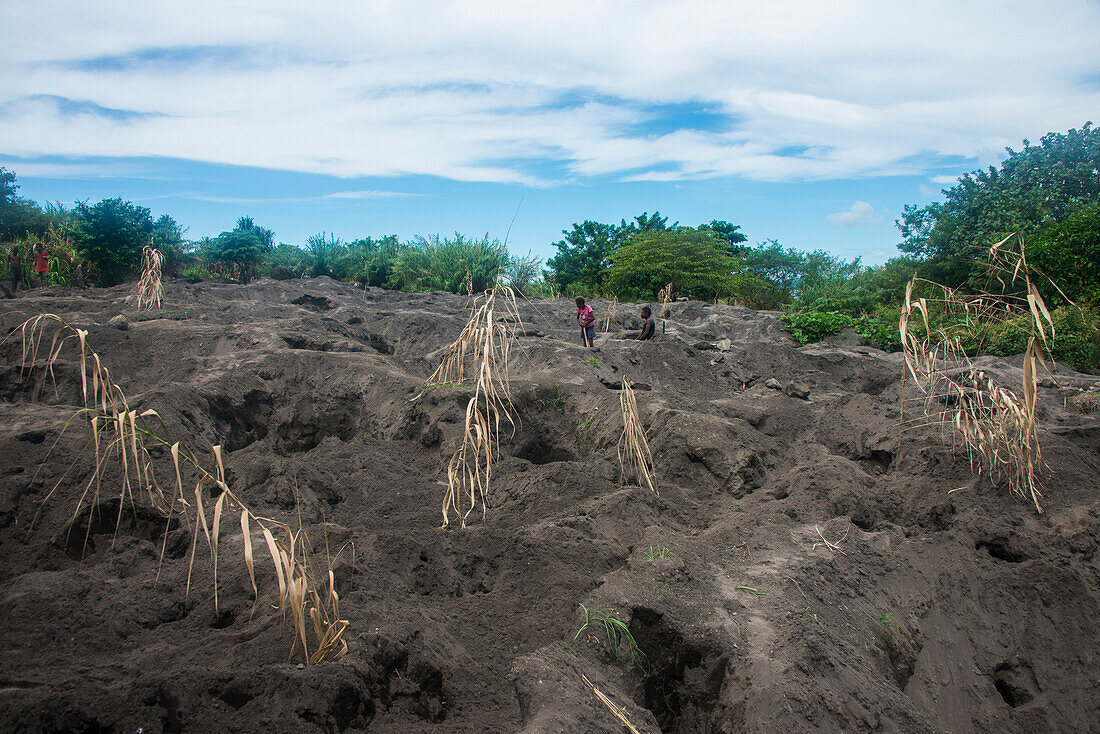 Ground full of holes from Megapode hunters digging for eggs of the Megapode birds (Megapodiidae), East New Britain, Papua New Guinea, Pacific