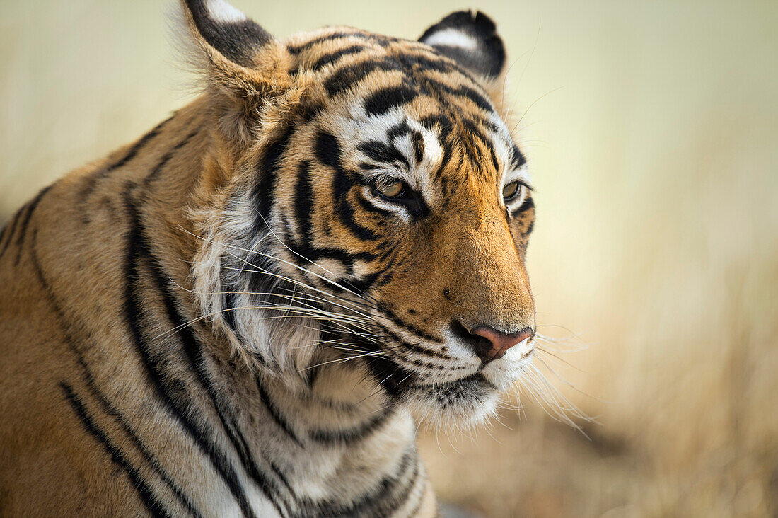 Bengal-Tiger, Nationalpark Ranthambhore, Rajasthan, Indien, Asien