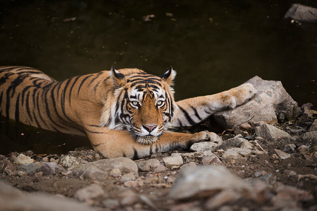 Bengal-Tiger, Nationalpark Ranthambhore, Rajasthan, Indien, Asien