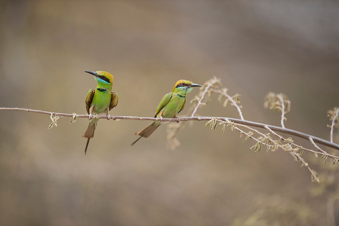 Grüner Bienenfresser, Ranthambhore Nationalpark, Rajasthan, Indien, Asien