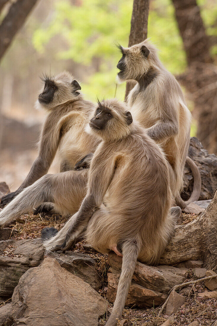 Langur Affe, Ranthambhore Nationalpark, Rajasthan, Indien, Asien