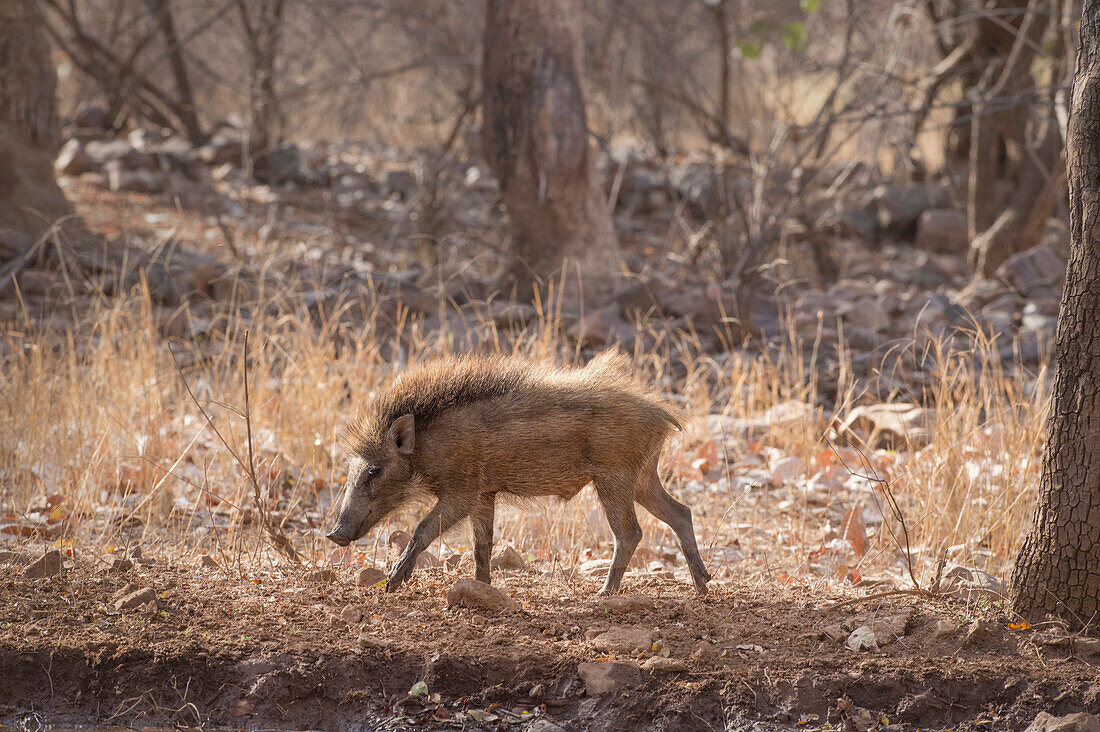 Wild boar, Ranthambhore National Park, Rajasthan, India, Asia