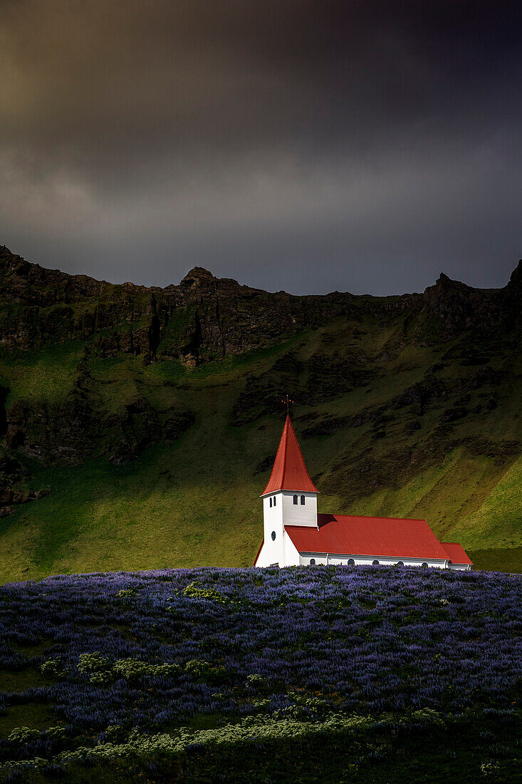 Vik church and lupine flowers, South Region, Iceland, Polar Regions