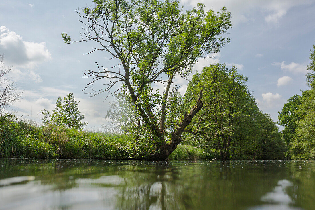 Kayak tour in Spreewald, Biosphere Reserve, Summer, Cultivated Land, Spree, Brandenburg, Germany