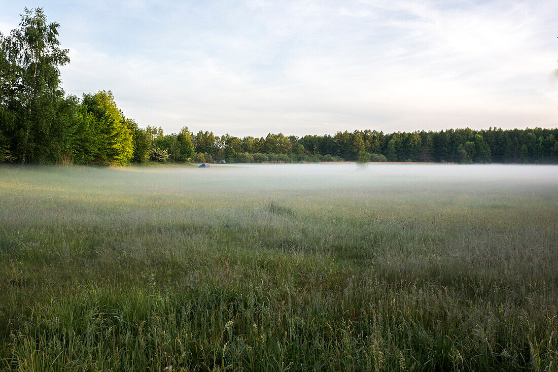 Summer meadow in the morning fog, Spreewald, biosphere reserve, summer, cultural landscape, humidity, trees, Brandenburg, Germany
