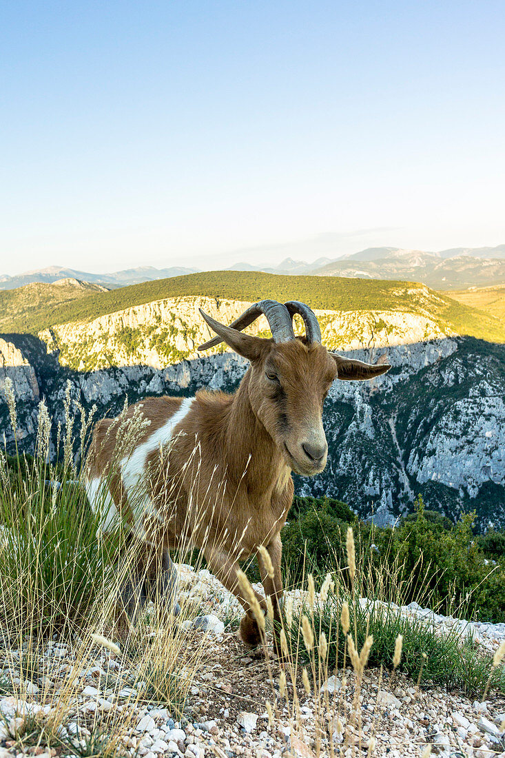 Wildziege in der Verdon-Schlucht, Ziege, Route des Crêtes, Region Provence-Alpes-Côte d’Azur, Lac de Sainte-Croix, Frankreich