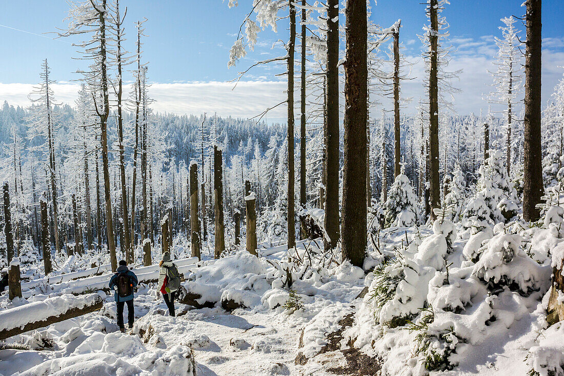 Winter landscape with Forest, Schierke, Brocken, Harz, Harz national park, Saxony, Germany