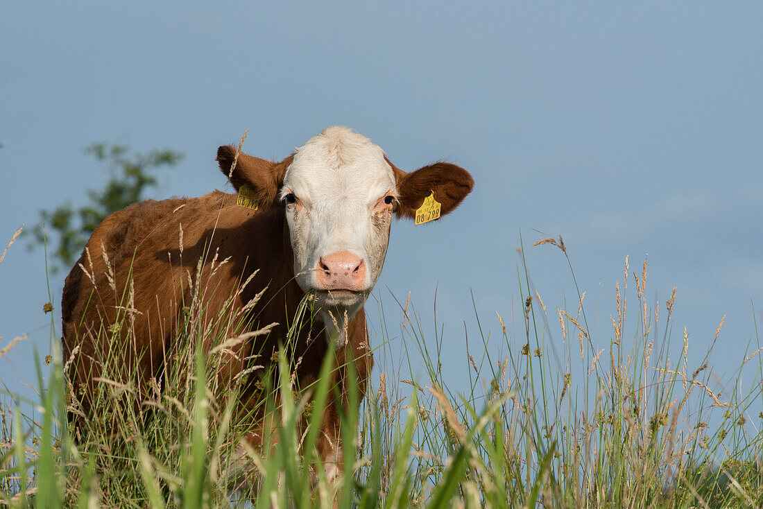 Cow in a meadow, Biosphere Reserve, Summer, Cultural Landscape, Spreewald, Brandenburg, Germany
