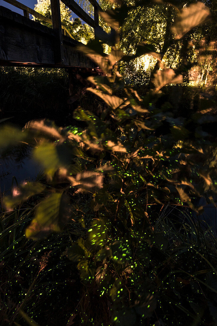 Brücke und Fluss im Abendlicht mit Glühwürmchen, Spreewald, Kulturlandschaft, Langzeitbelichtung, Brandenburg, Deutschland
