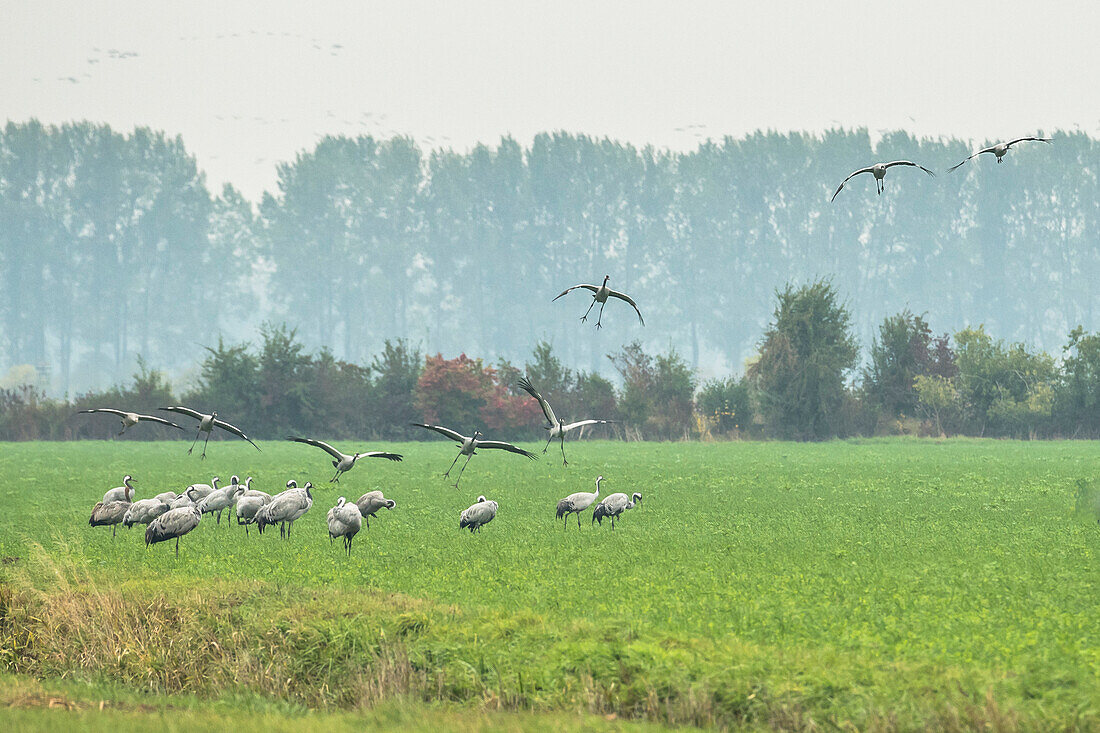 Kraniche landen, Ackerfläche, Flugstudie, Herbsttag, Berlin, Brandenburg, Fehrbellin, Linum, Brandenburg, Deutschland