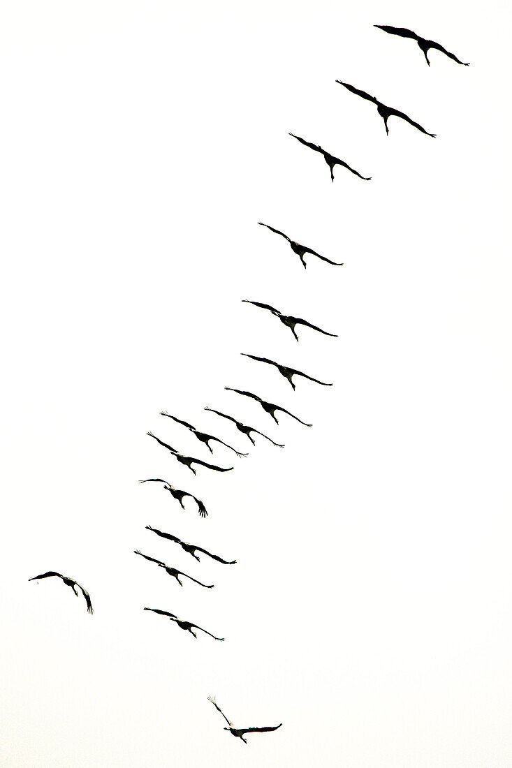 Wildvogel, Kraniche fliegen, Flugstudie, Vogelzug, Herbst, Berlin, Brandenburg, Fehrbellin, Linum, Brandenburg, Deutschland
