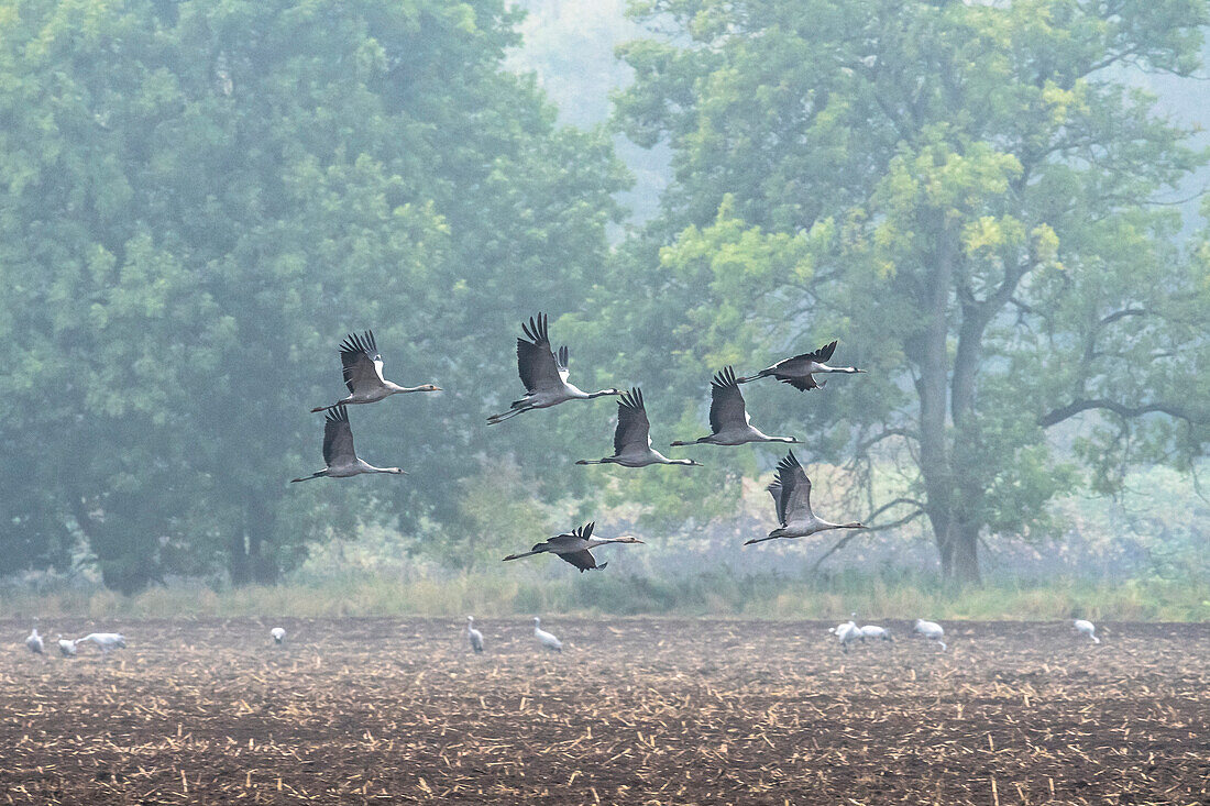 Kraniche beim Fliegen, Feld, Acker, Ackerfläche, Flugstudie, Zugvogel, Grus grus, Herbsttag, Fehrbellin, Linum, Storchendorf, Brandenburg, Deutschland