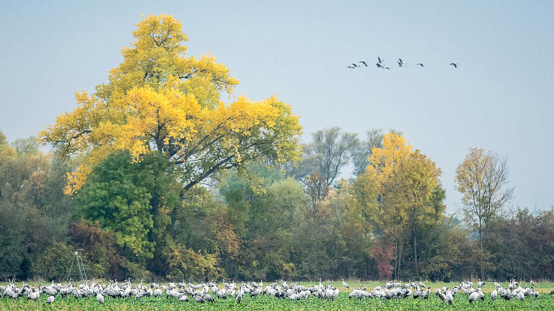 Cranes landing in a field, flight study, bird migration, Autumn, Brandenburg, Fehrbellin, Linum, Brandenburg, Germany