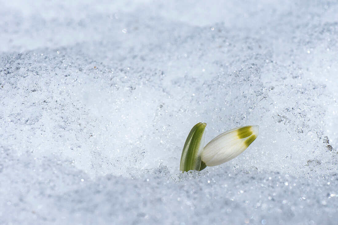 Snowdrops on a mountain in Spring, Oberallgaeu, Allgaeu, Oberstdorf, Germany