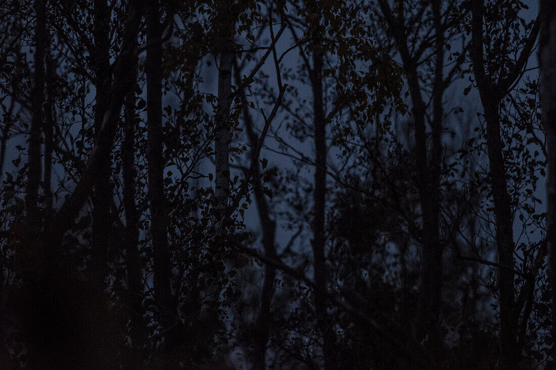 Wald, Silhouette von Birken im Morgenlicht, Herbst, Fehrbellin, Linum, Brandenburg, Deutschland