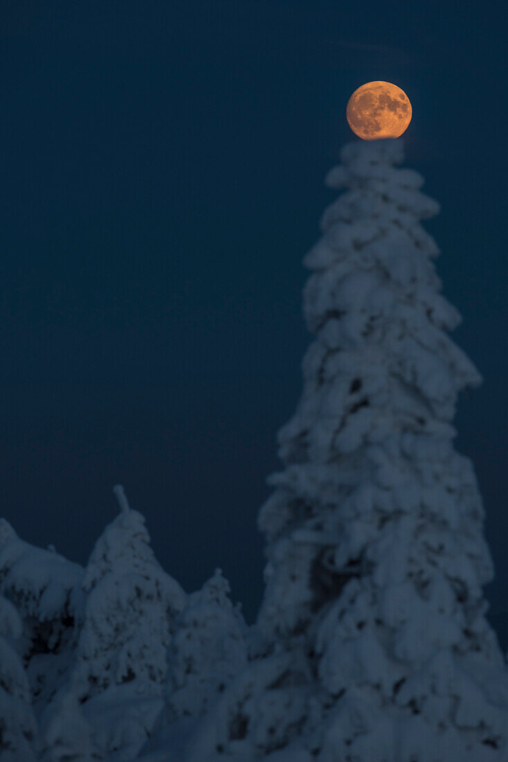 Full moon and Winter landscape, Schierke, Brocken, Harz national park, Saxony, Germany