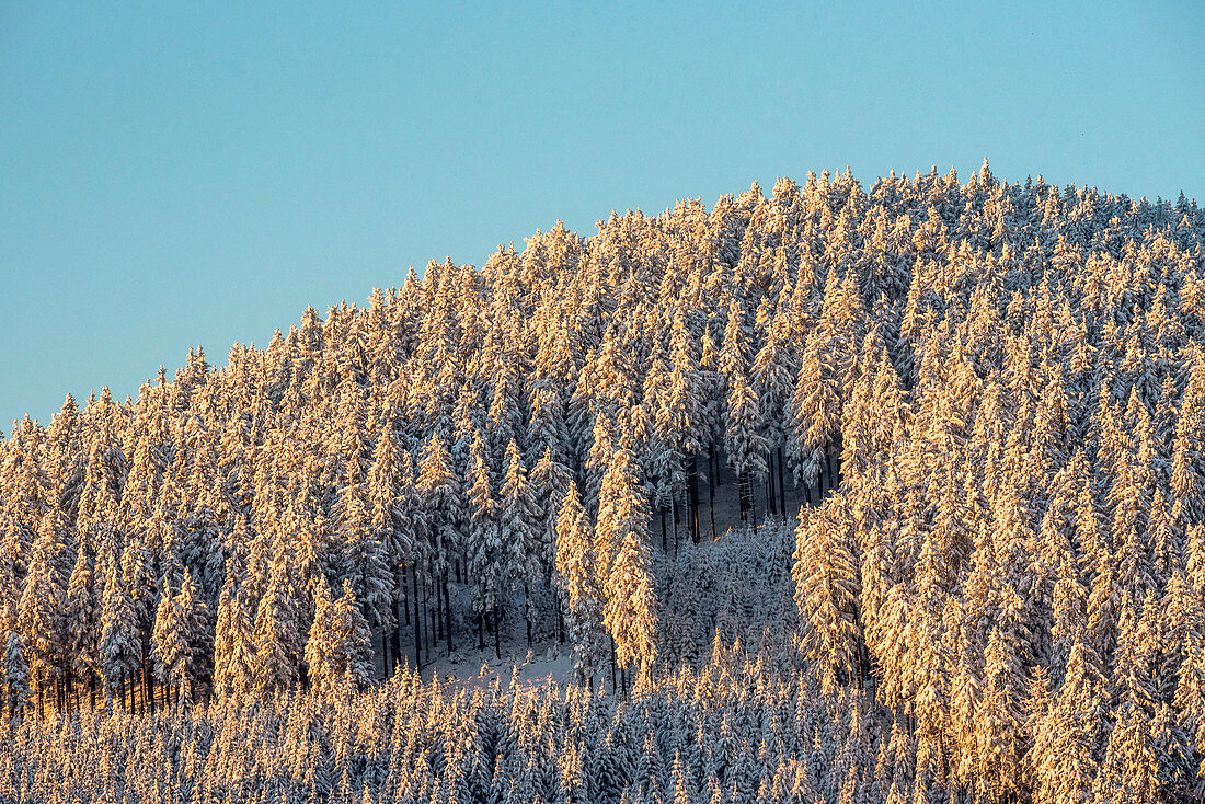 Forest in Winter, Oberallgaeu, Allgaeu, Oberstdorf, Germany