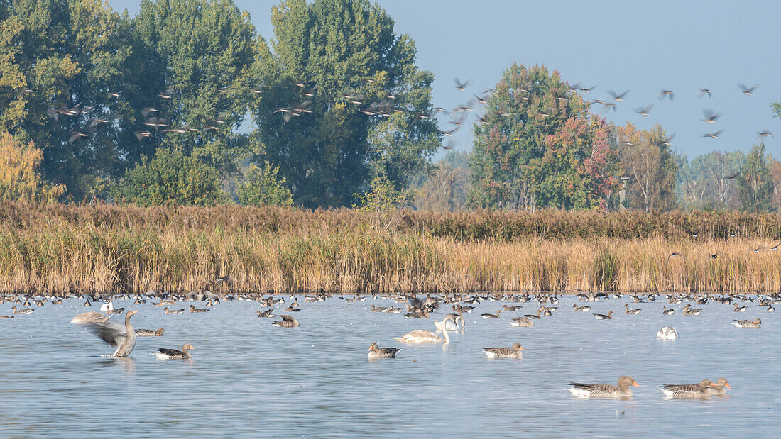 Gray geese landing on the water in the morning, flight study, Pond, Brandenburg, Germany