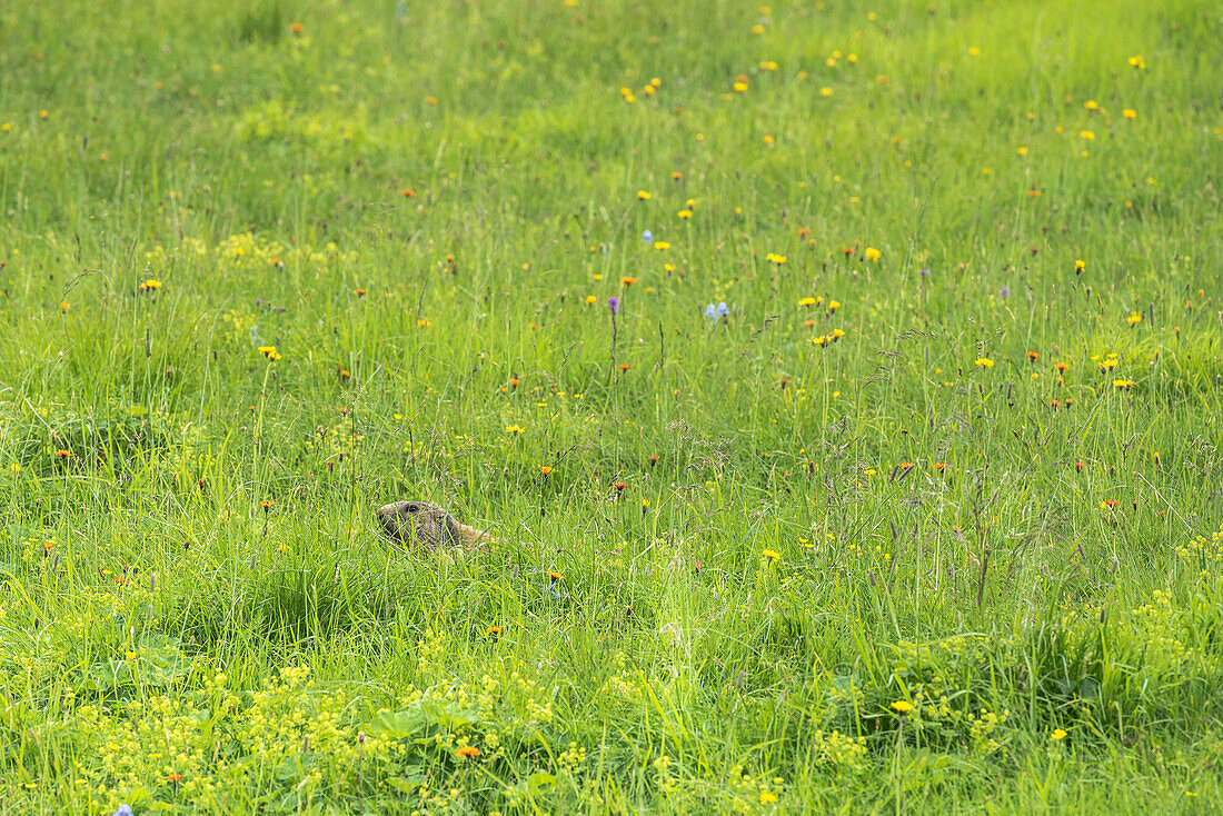 Marmots in an alpine meadow, mountain landscape, alps, summer, cultural landscape, Rappensee hut, Oberallgaeu, Oberstdorf, Germany