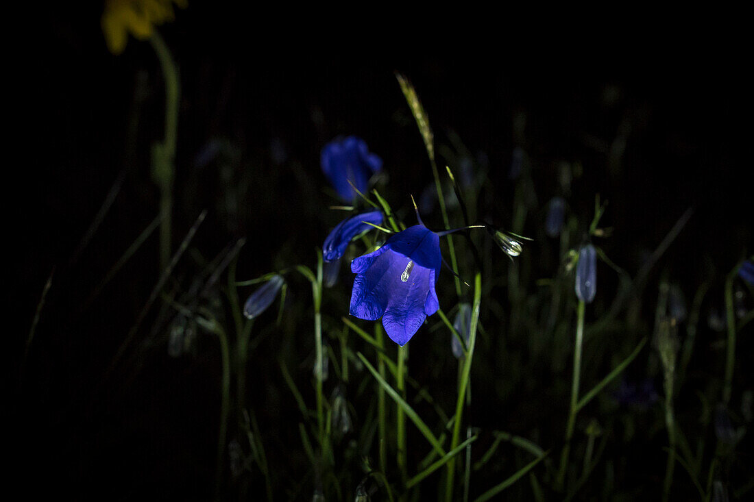 Enzian flower at night, Mountain landscape, Alps, Alpine meadow, Summer meadow, Cultural landscape,  Rappensee, Oberallgaeu, Oberstdorf, Germany