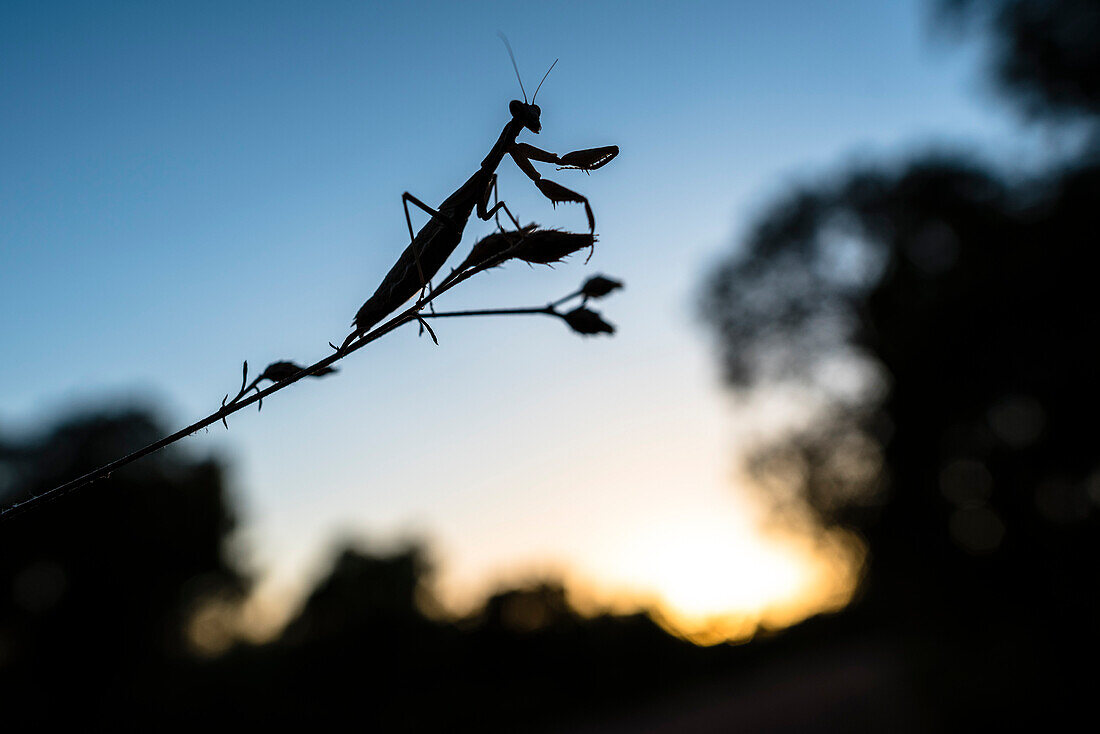 Gottesanbeterin im Gegenlicht der Abendsonne, Natürliches Habitat, Kork Wald, Korkbaum, Schluchten von Blavet, Côte d’Azur, Frankreich
