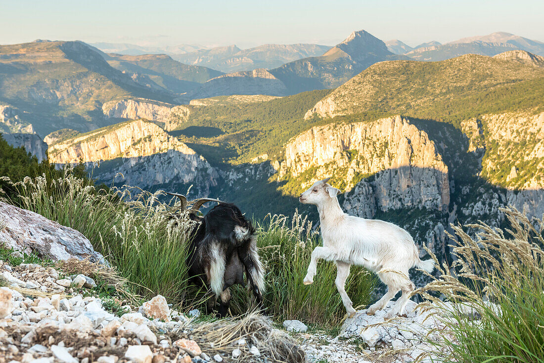 Wild Goats on rocks, Verdon Gorge, Route des Cretes, Vosges, Provence-Alpes-Cote d'Azur, France