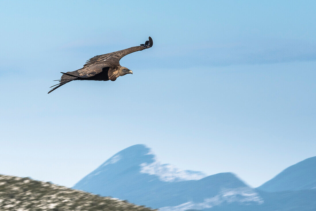 Griffon Vulture, Verdon Gorge, Route des Cretes, Vosges, Provence-Alpes-Cote d'Azur, France