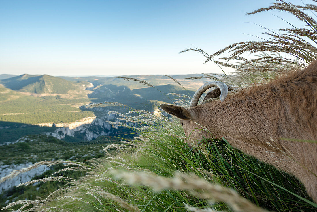 Wild Goats on a rock, Verdon Gorge, Route des Cretes, Vosges, Provence-Alpes-Cote d'Azur, France