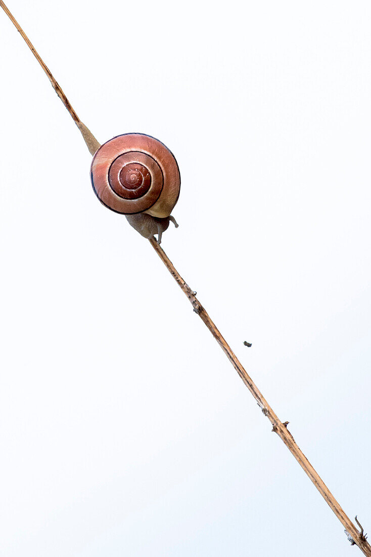 Snail on a blade of grass, Spreewald, Biosphere Reserve, Brandenburg, Germany