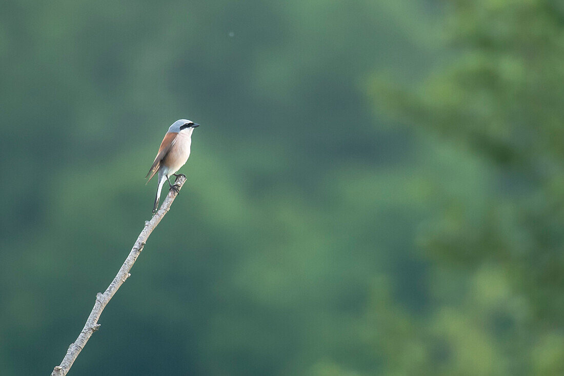 Birg sitting on a branch, Biosphere Reserve, Summer, Cultural Landscape, Spree, Spreewald Brandenburg, Germany