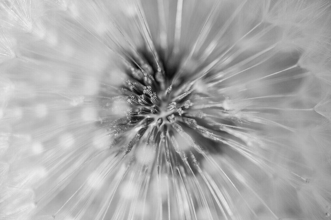 Close up of a dandelion, Seed, Puff Clock, Brandenburg, Germany