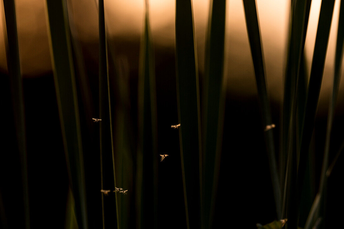 Reeds in the backlight at sunset with water reflections, mosquitoes, sunrays, Brandenburg, Germany