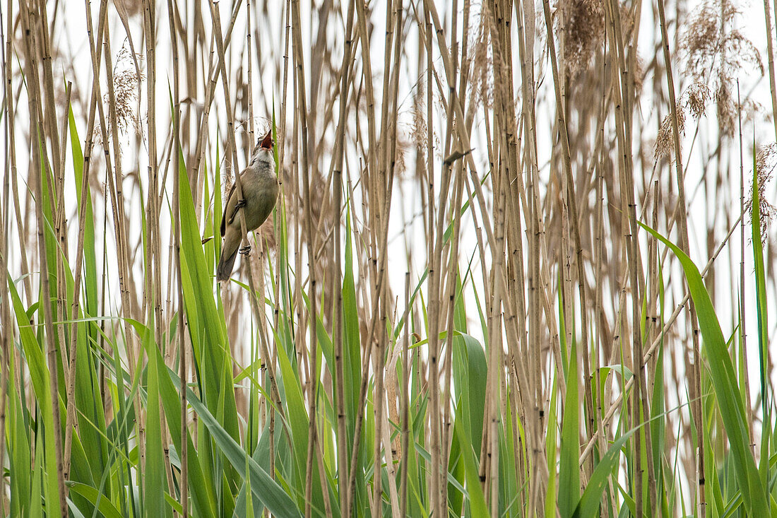 Great reed warbler in Reeds, Reedbelt along the shore, Biosphere Reserve, Cultural Landscape, Spreewald, Brandenburg, Germany