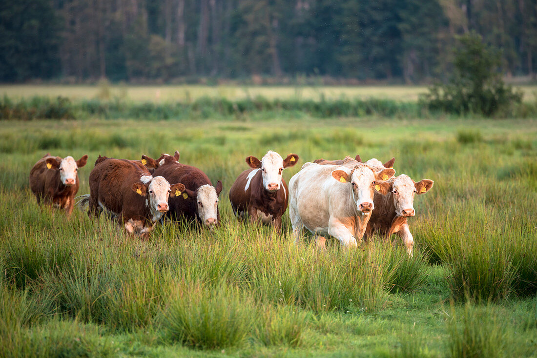 Cows on the meadow, biosphere reserve, pasture, summer, cultural landscape, Spreewald, Brandenburg, Germany