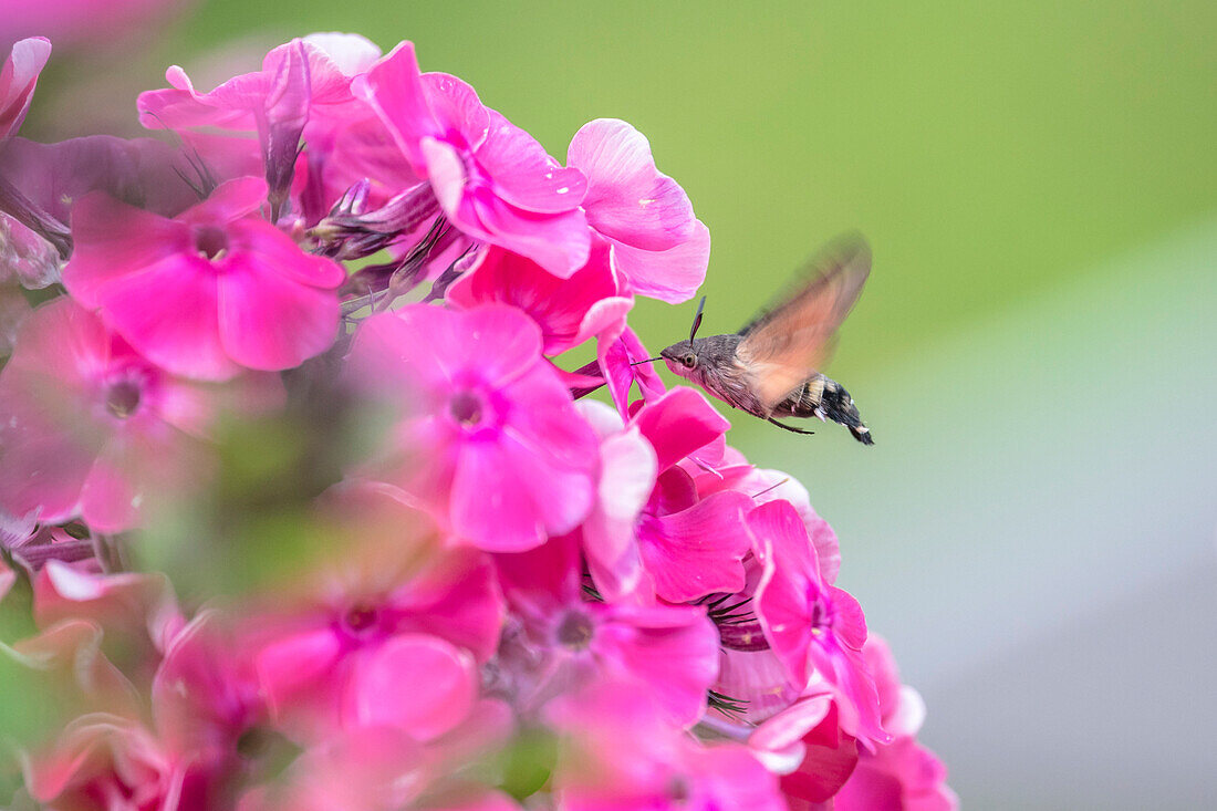 Kolibri-Falter, Taubenschwänzchen beim Nektar sammeln, Garten, Sommer, Bestäubung, Blüten, Sommerblüten, Alpen, Deutschland