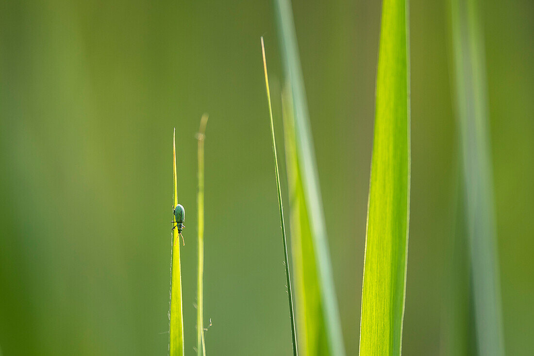 Käfer auf Grashalm, Gräser, Halme, Insekt, Brandenburg, Deutschland